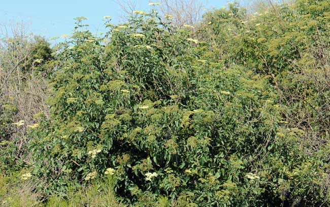 Sambucus nigra ssp. cerulea, Blue Elderberry, Southwest Desert Flora